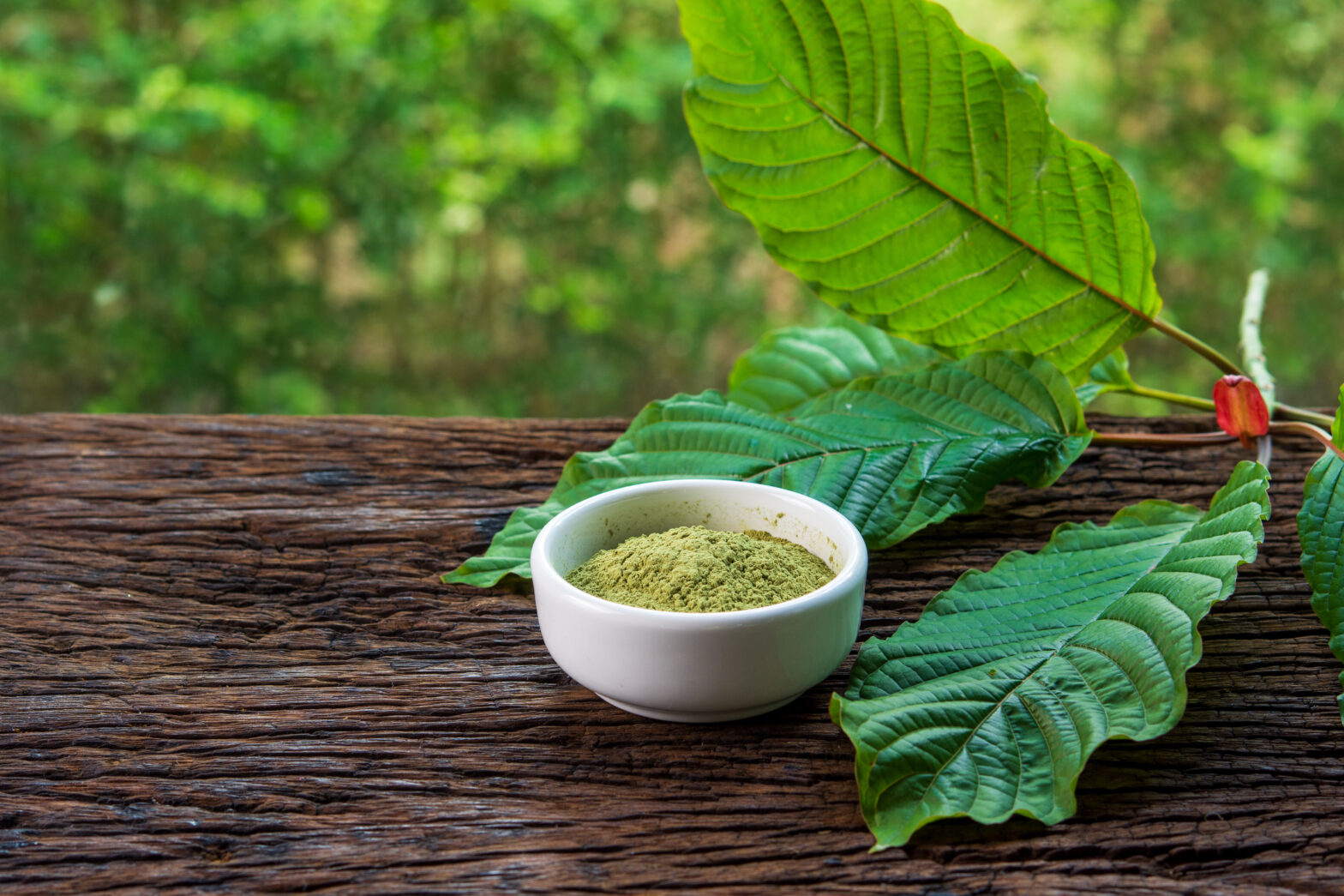 Featured image for post: Kratom vs CBD: Exploring the Differences